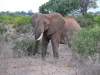  2005 Kenia - 62 - Elefant.jpg